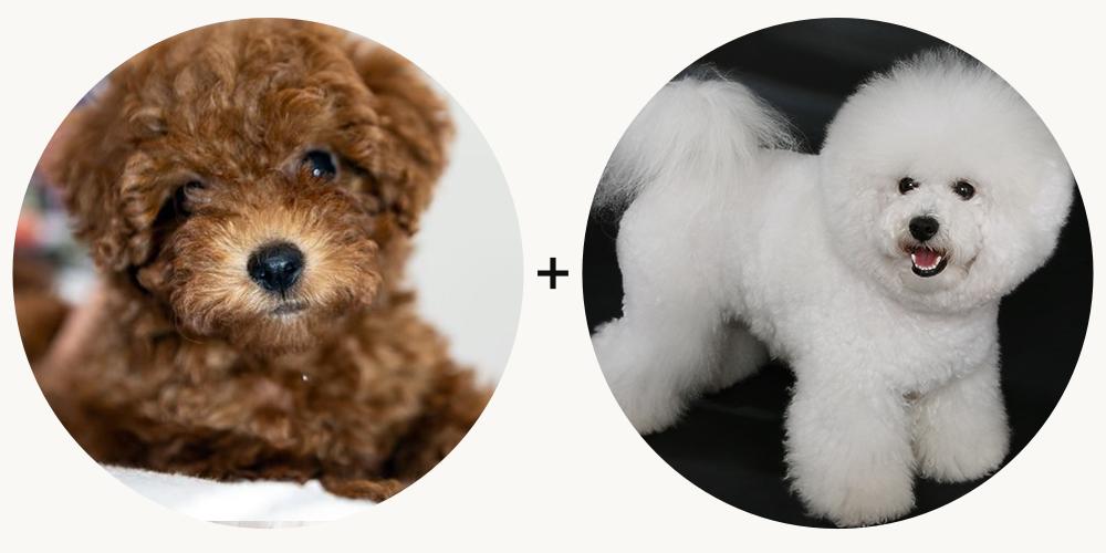 生殖隔离和物种隔离,存在生殖隔离的就不是一个物种吗