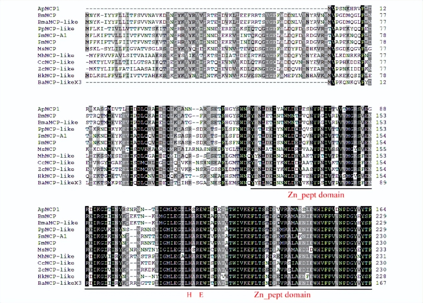 柞蚕肠道消化酶高表达ApMCP1基因的克隆