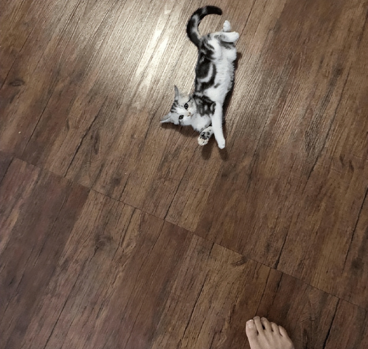 杨颖封面引热议,杨颖扔南瓜片段