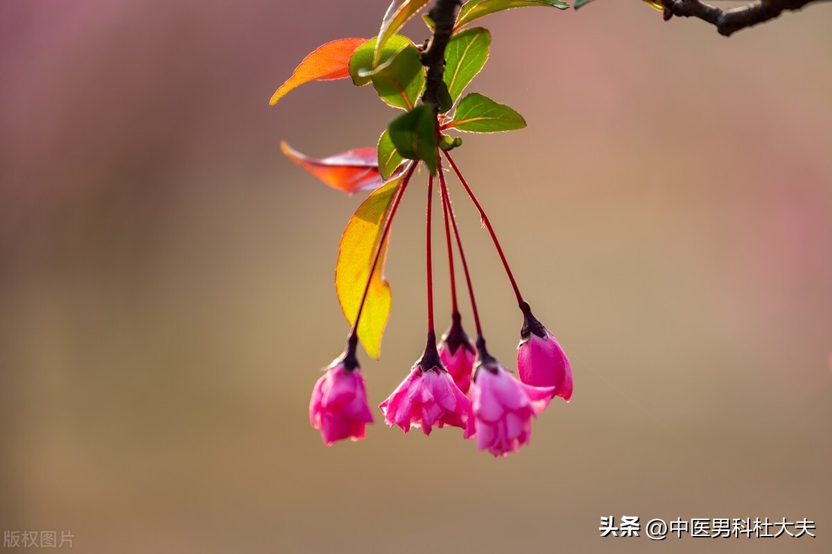 中医治阳痿经典方,一方治疗百病秘方