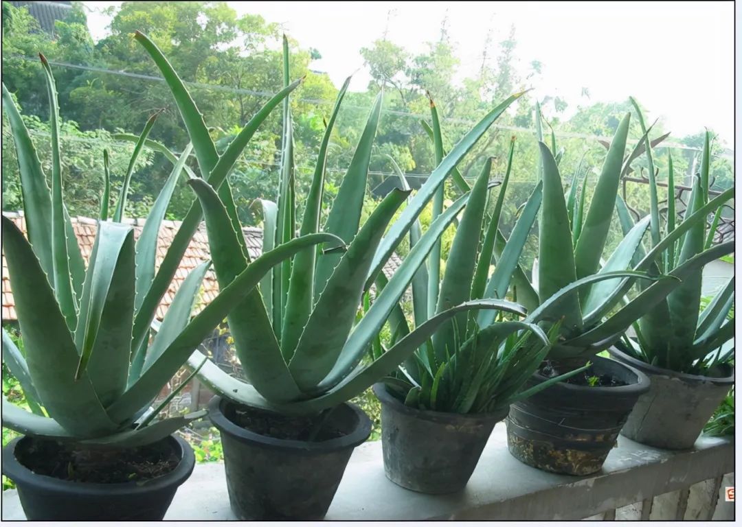 家里好养的绿植最新最流行的,家里好养的绿植推荐