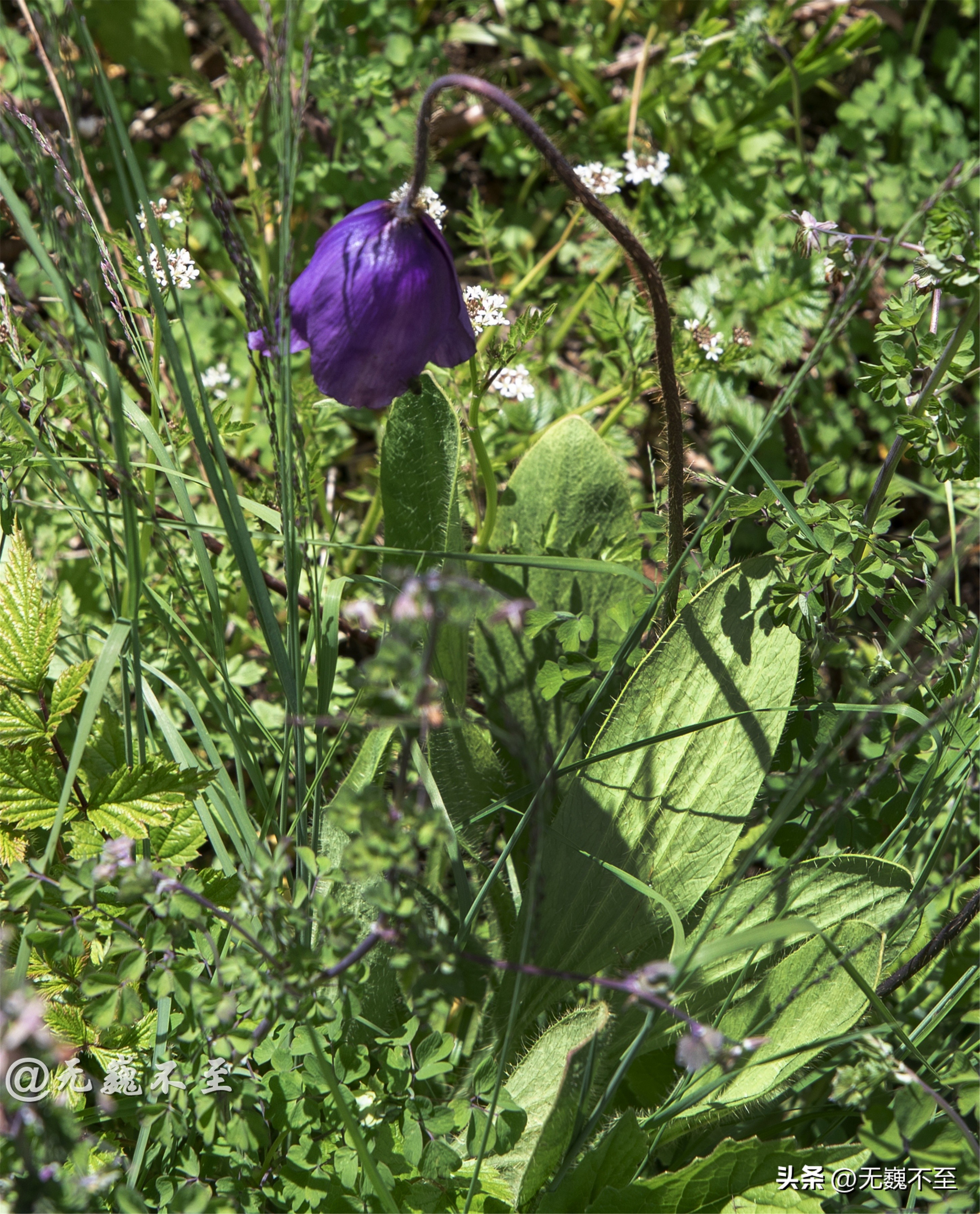 九顶归来不看花，但是这些花名你知道吗？科普一下不就认识啦
