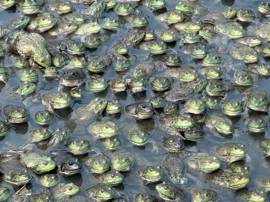 蛙声一片念出致富经