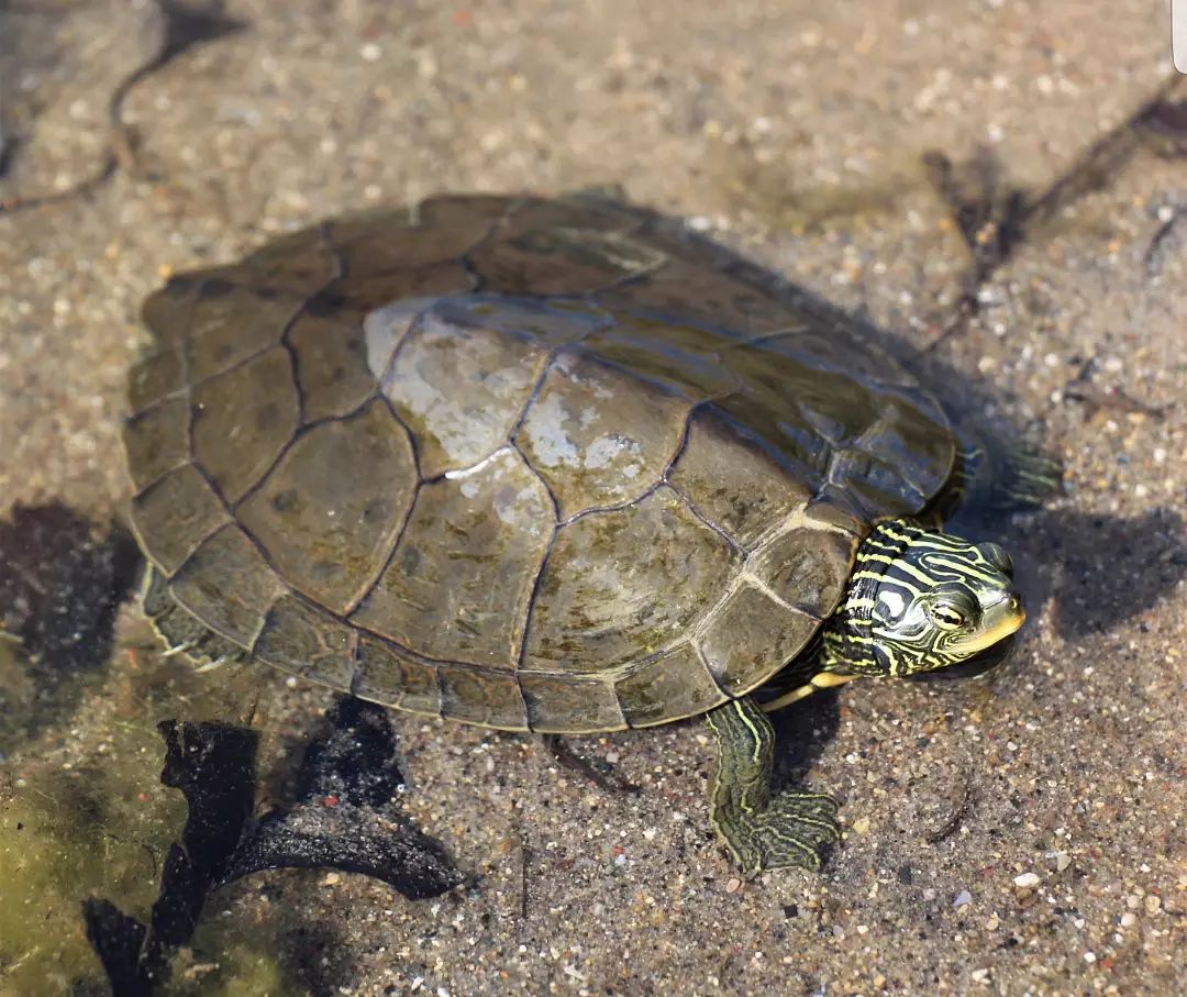 1.5米鱼缸养地图龟,地图龟鱼缸怎么布置