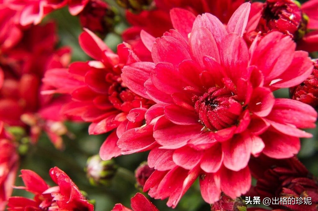 菊花的颜色的象征意义,不同颜色菊花的寓意和象征意义