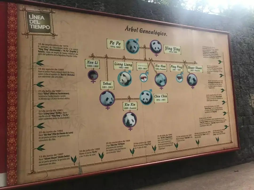 国宝熊猫丫丫回国了吗,国宝熊猫丫丫真的回国了吗