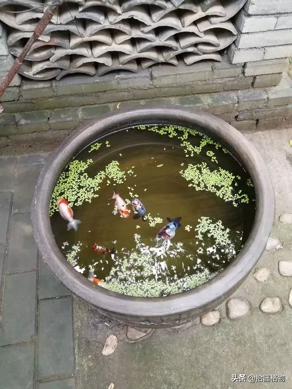 古代养金鱼怎么养活的,来谈一谈古人是如何养金鱼的