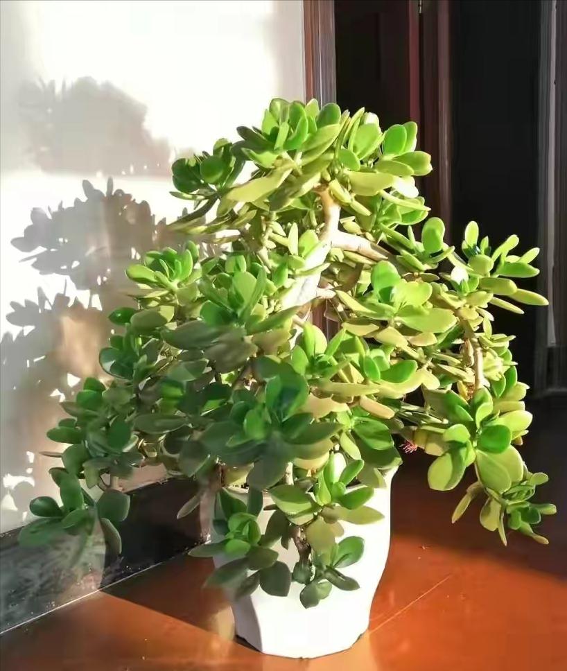 降温了花草室内过冬,降温了种菜