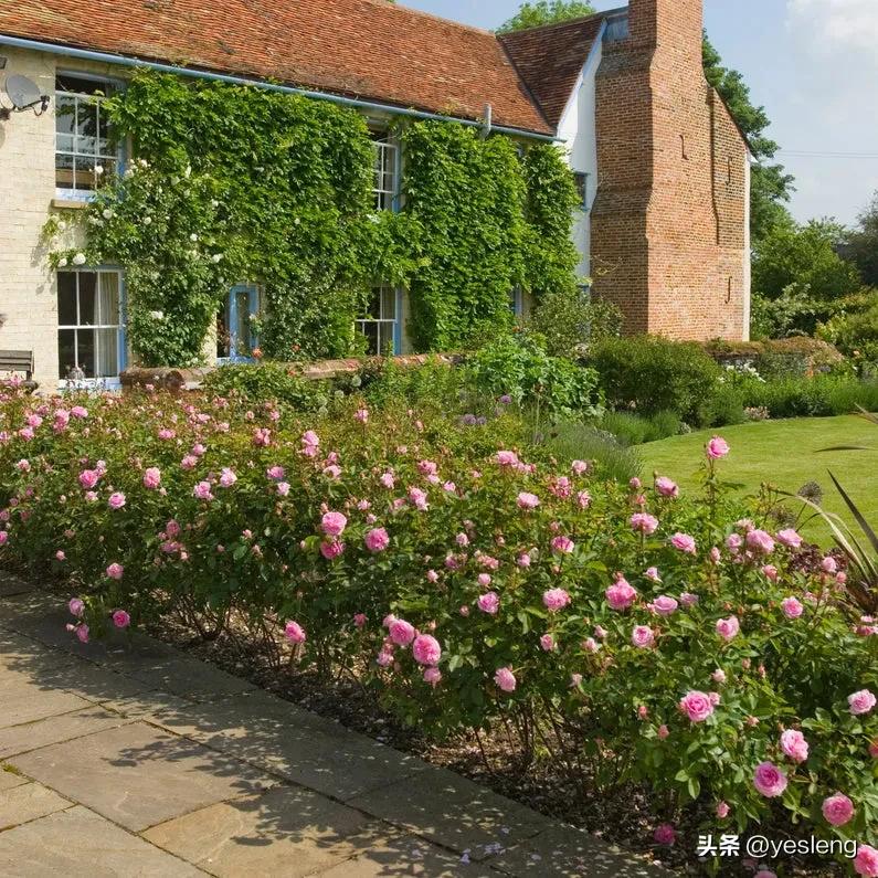 奥斯汀月季经典品种海德庄园,耐晒耐热的奥斯汀月季