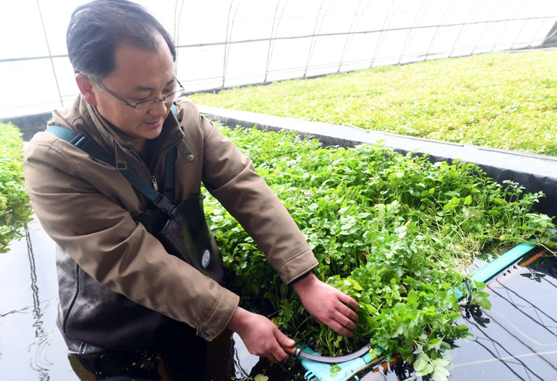 水芹养殖前景怎么样,水芹菜种植前景怎么样
