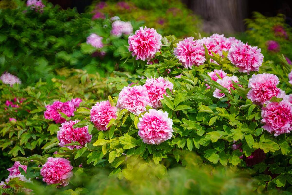 人间最美五月天春季赏樱正当时,5月北京三大赏花公园