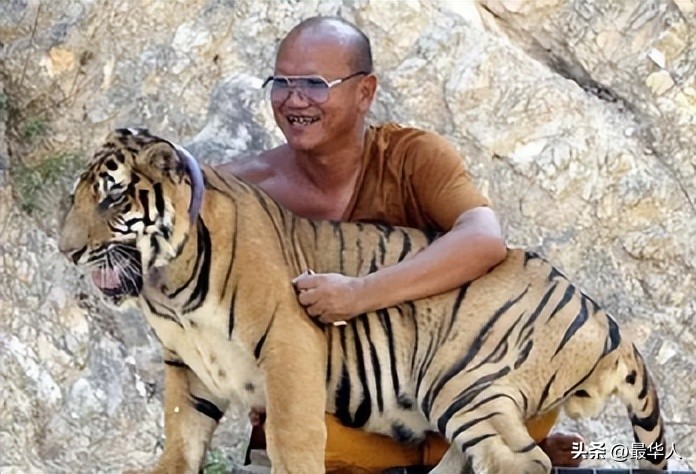 泰国寺庙老虎真实事件,泰国老虎庙事件