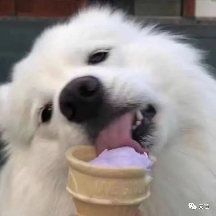 狗狗得空调病的表现,狗狗得了空调病怎么办