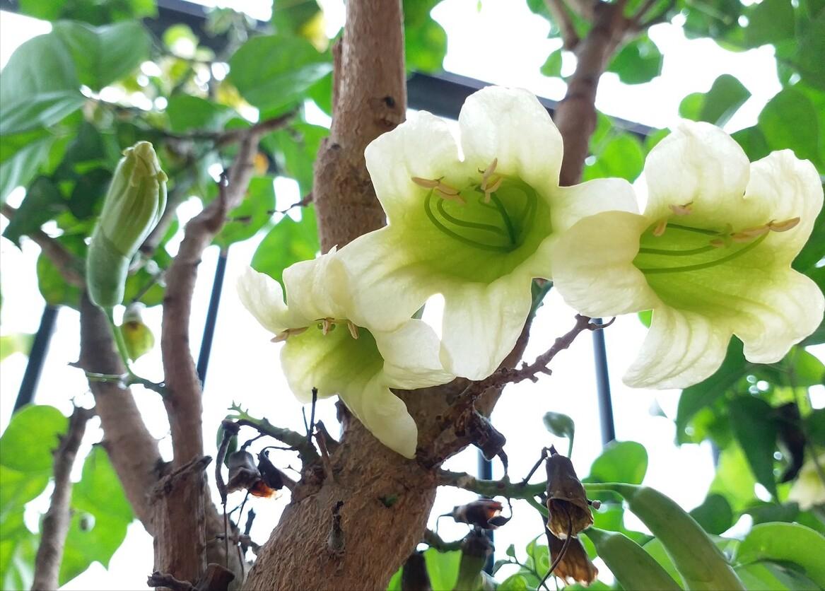 家里养什么花好看又旺财,在家养什么花好看又旺财