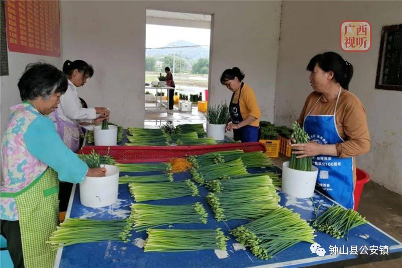 小韭菜的创业之路,小韭菜怎么赚钱的