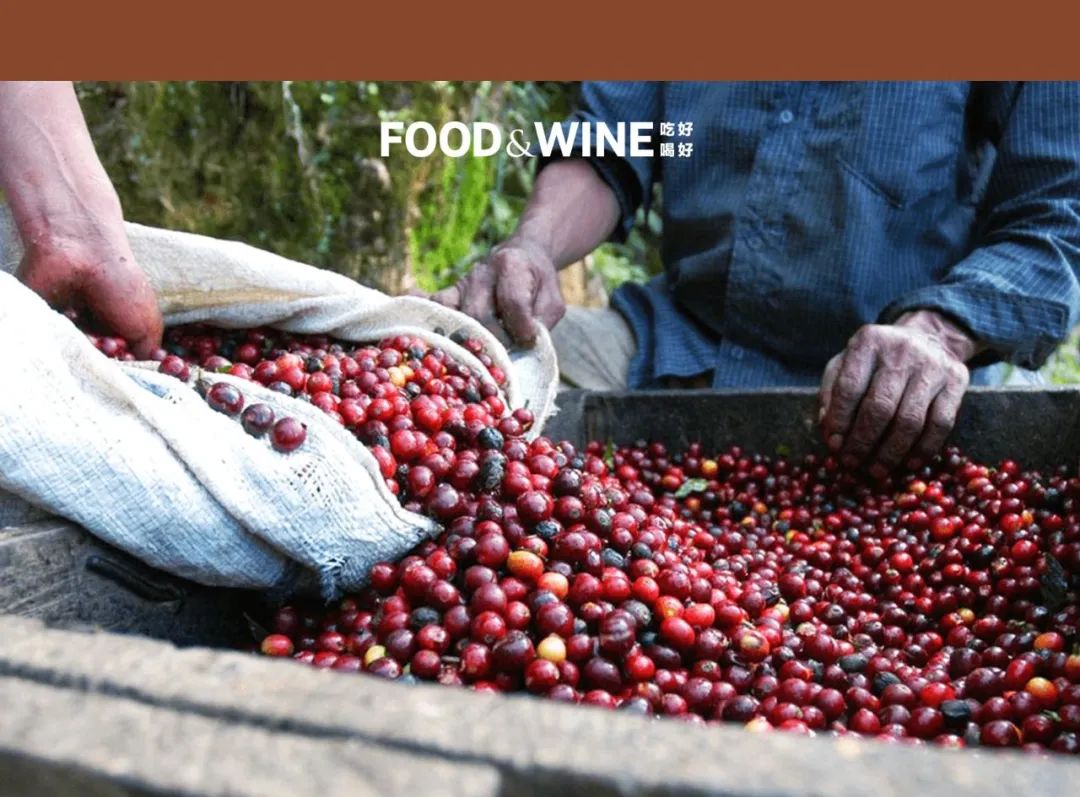 你有多久没听说过蓝山咖啡了,什么才是蓝山咖啡