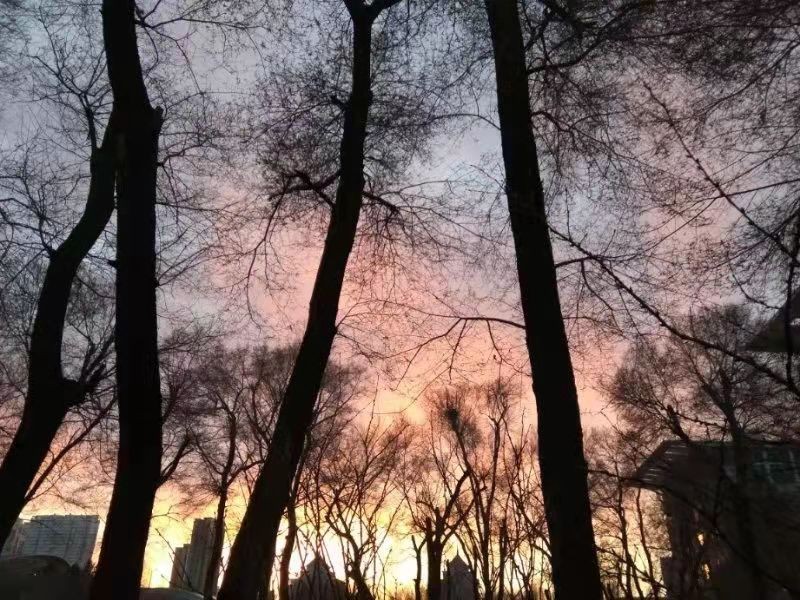 东北林业大学里面好看吗,东北林业大学环境工程好吗