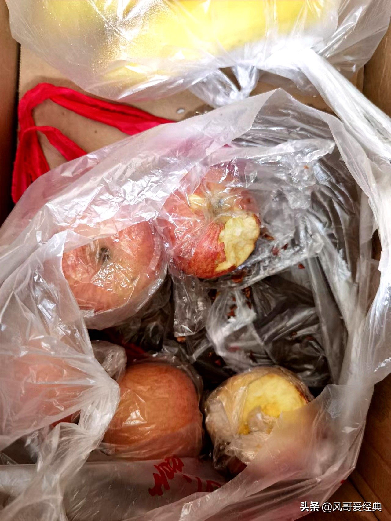 仓鼠掩耳盗铃偷吃猫粮,一只笨鼠主人偷吃仓鼠零食