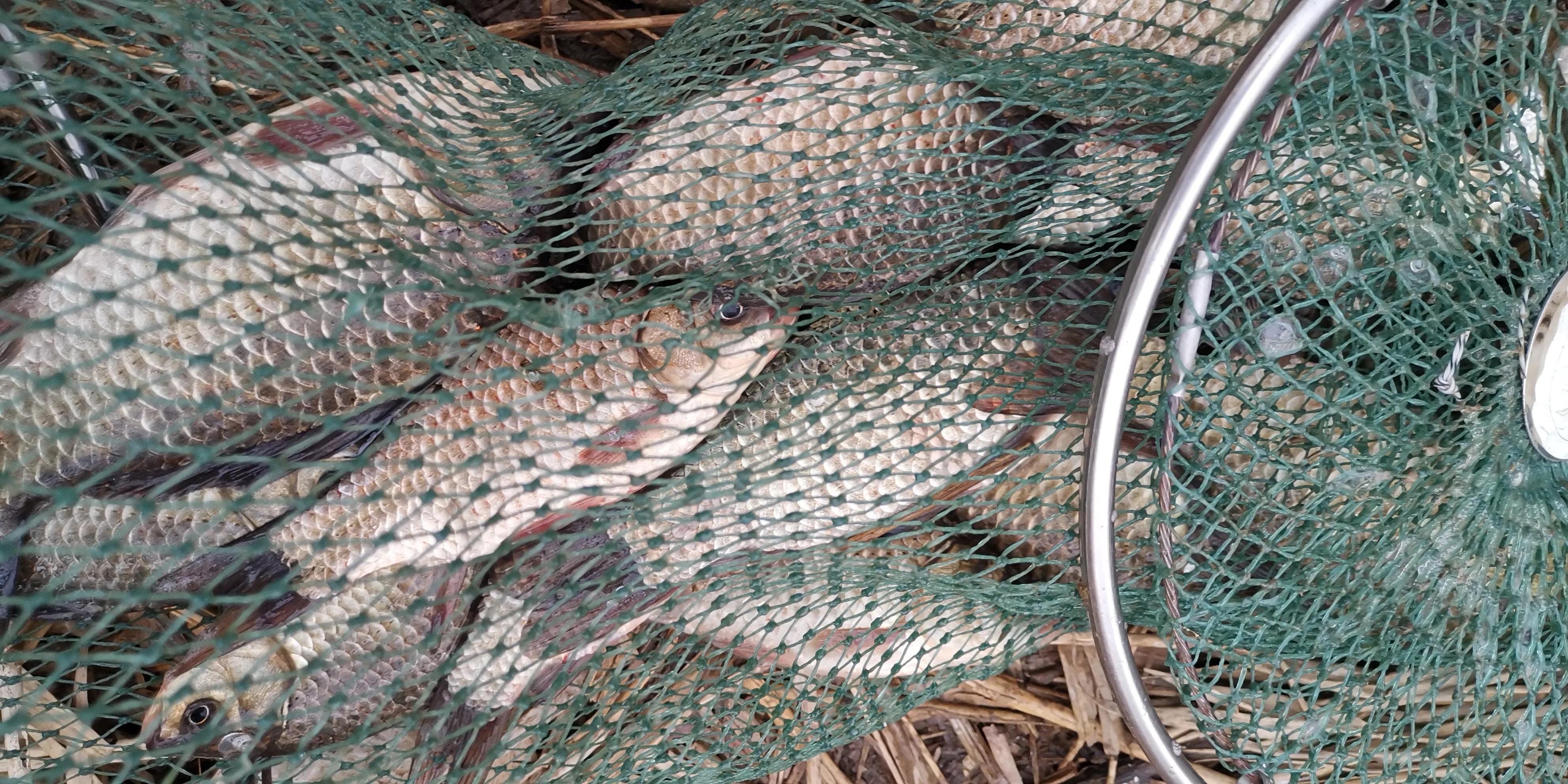 野钓怎么抛竿调漂比较准,钓鱼选钓位天气