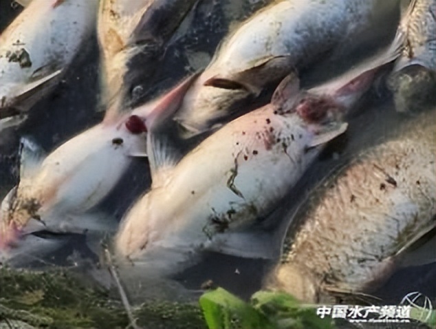 水产养殖纳米银哪个牌子最好,使用纳米银对鱼苗有没有伤害