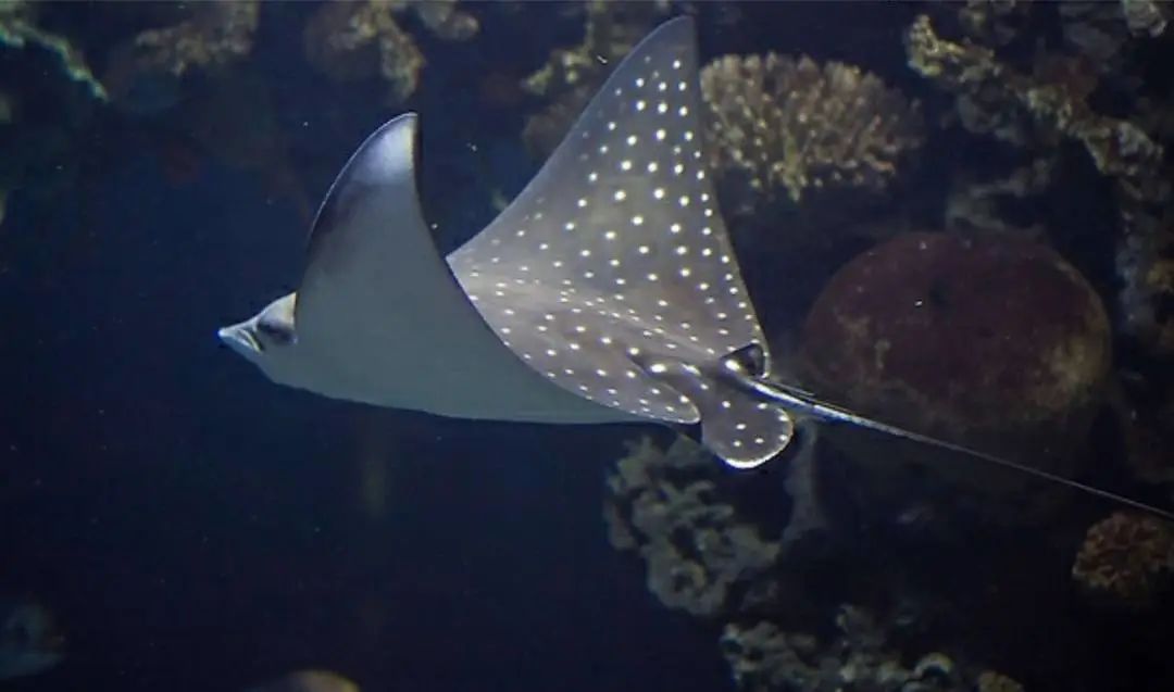 魔鬼鱼皮皮革,魔鬼鱼皮制品