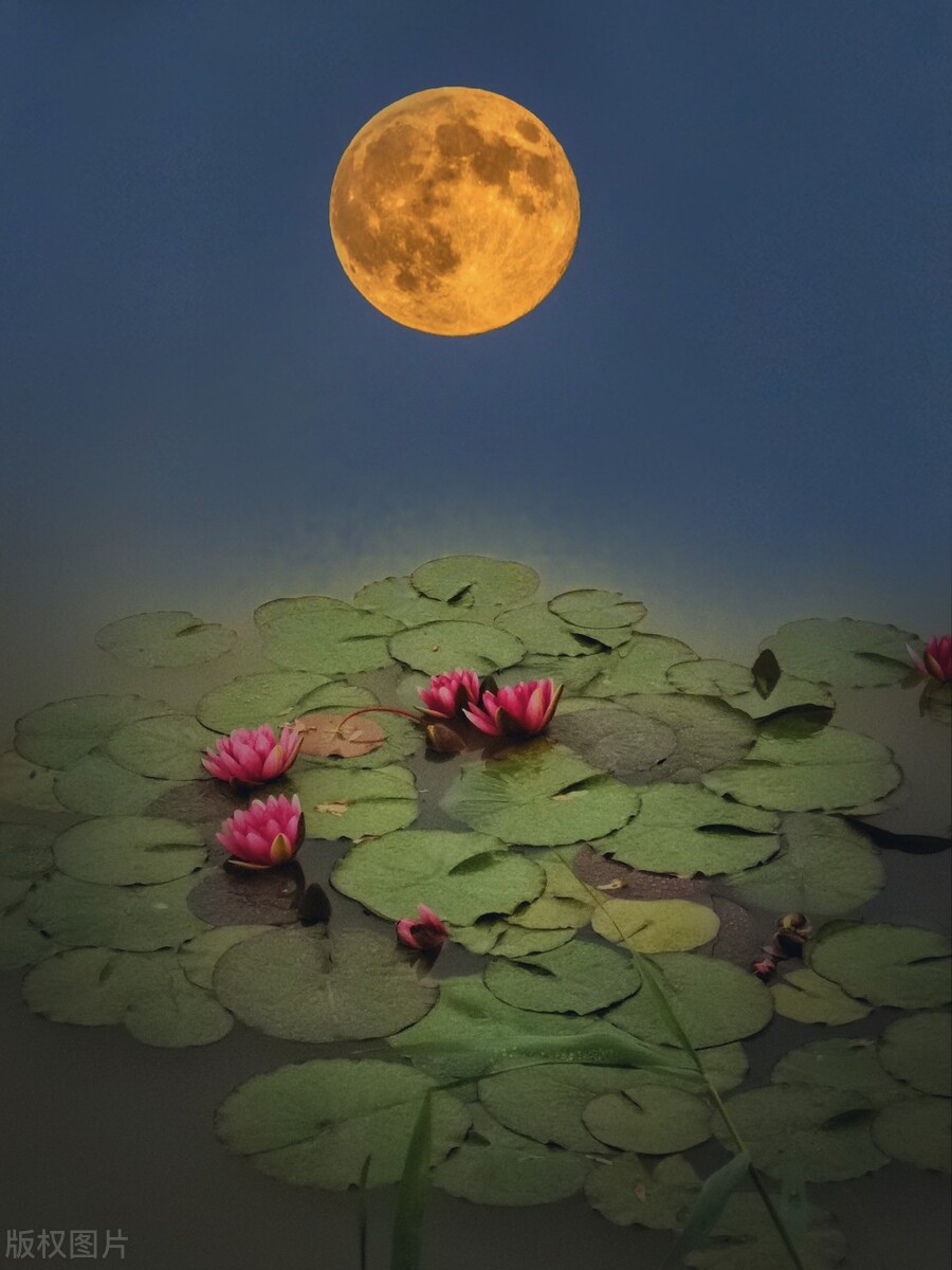 苏轼历经世间坎坷尝尽人情冷暖,苏轼知世事而不入世