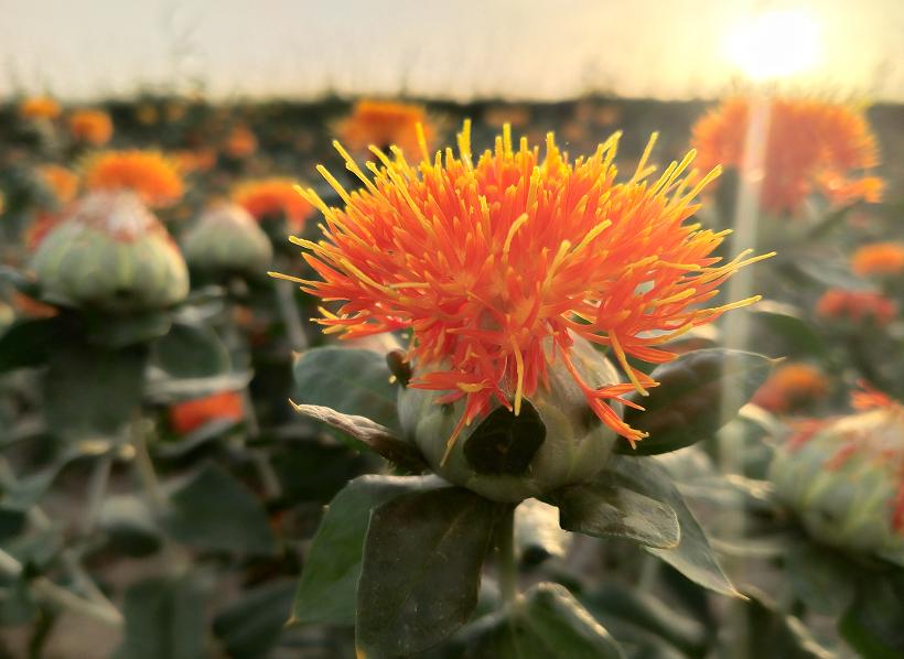 今年红花什么时候采摘,红花夏季最佳采摘时间