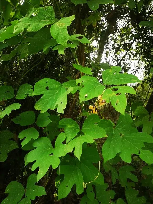中药九大类,中药的九大体质是什么