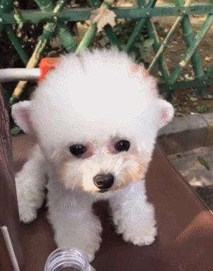 养茶杯犬如何才养不死,茶杯犬好养吗寿命长吗