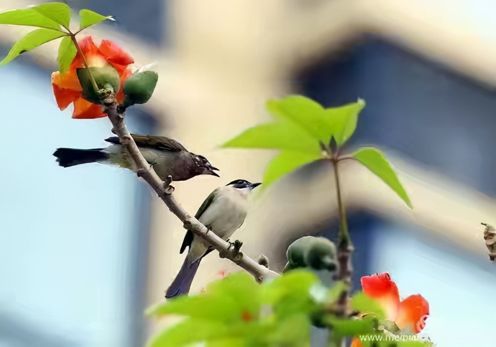 咏江南垂柳,江南美景垂柳全图