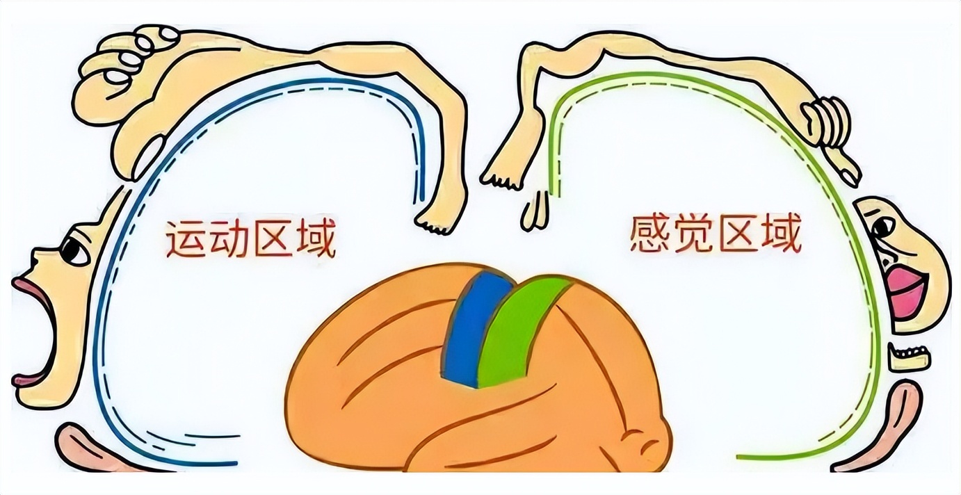 孩子聪不聪明看脑部啥,孩子聪明不聪明看手部就能知道