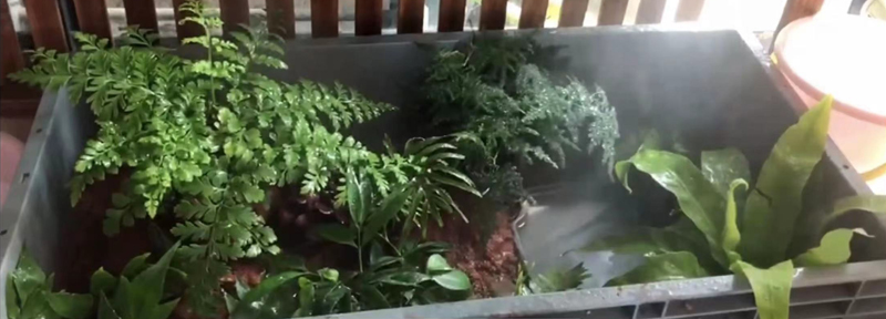 黄缘龟怎么培养,黄缘龟和黄缘闭壳龟有什么区别