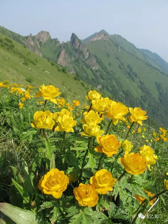 小五台山金莲花坡,小五台金莲花