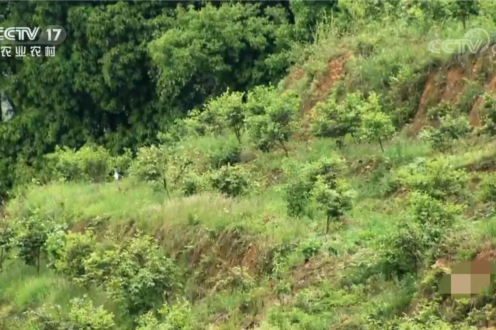 湖南种油茶致富,湖南90后小伙回乡种油茶