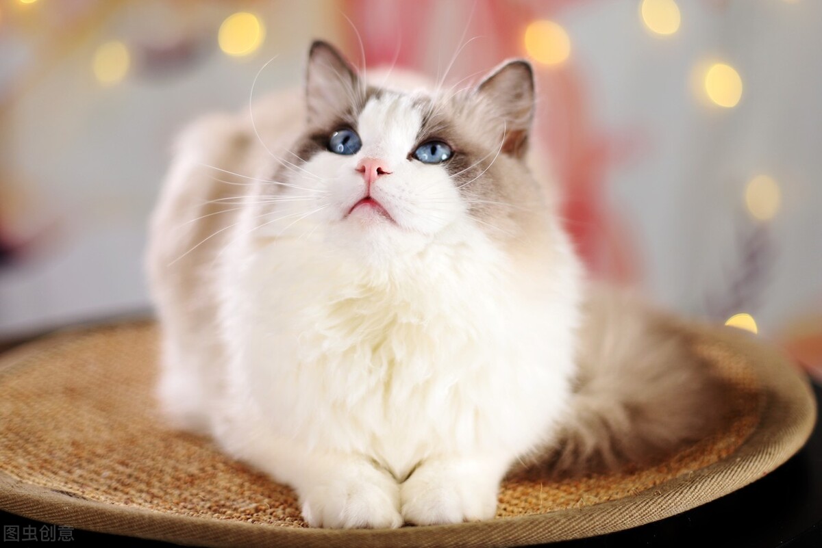 猫毛吸入肺部有什么危害,猫毛吸多了肺会怎样