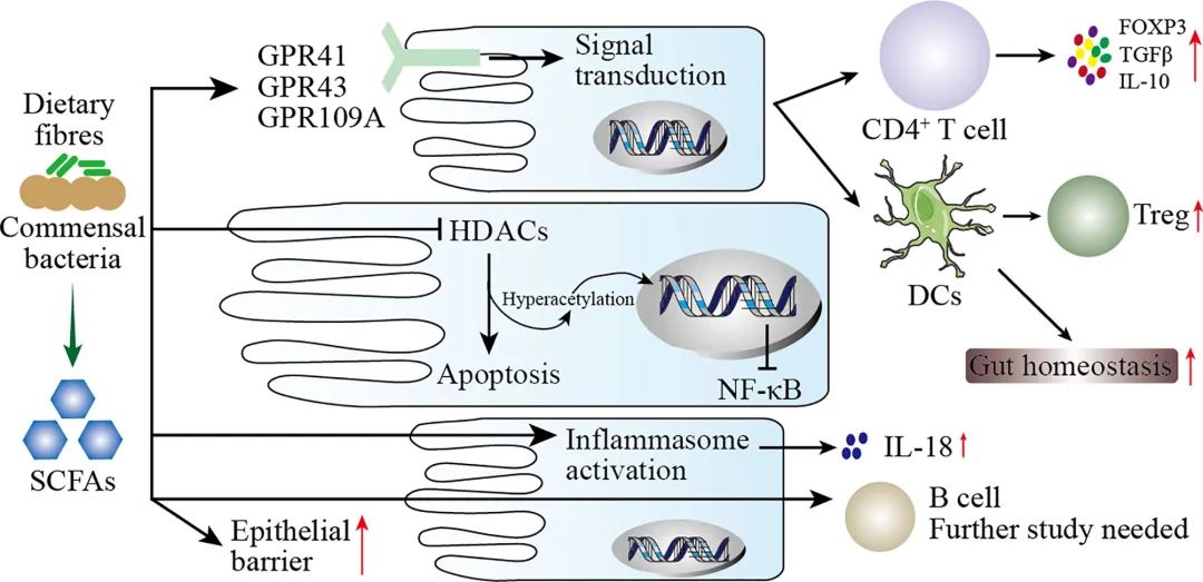 微生物群有什么作用,微生物群与人体免疫