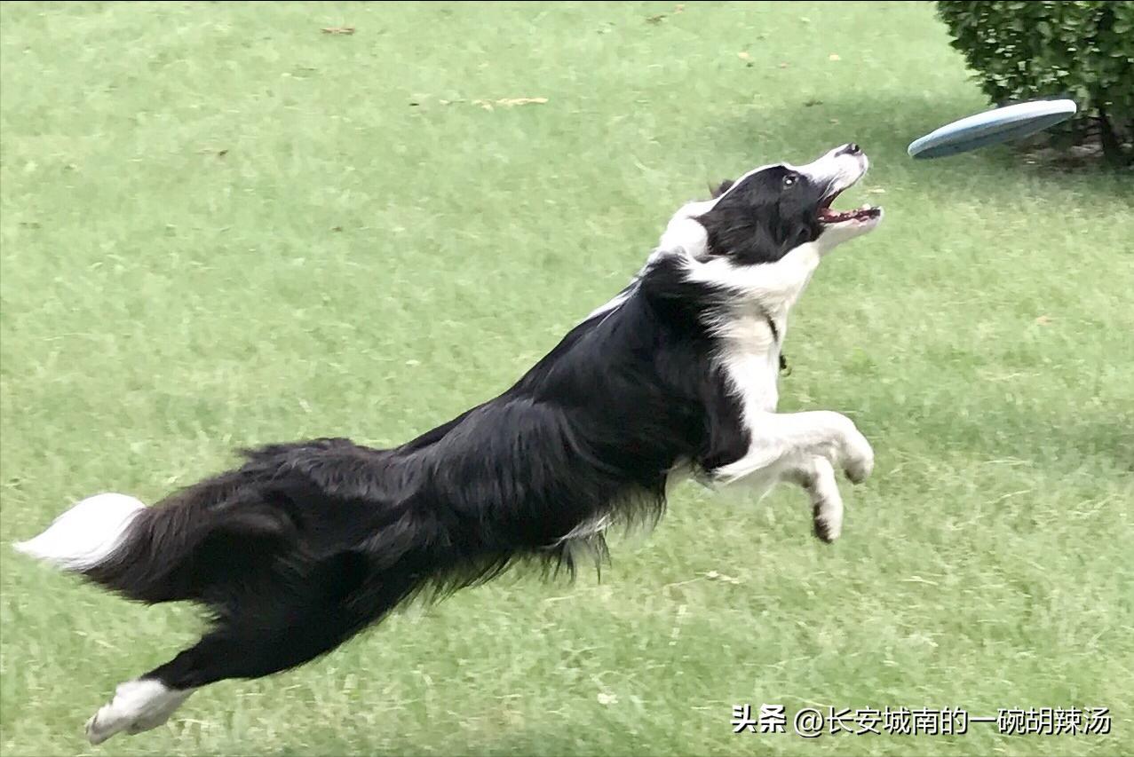 100种名犬价格,世界名犬排名前100图巴哥犬