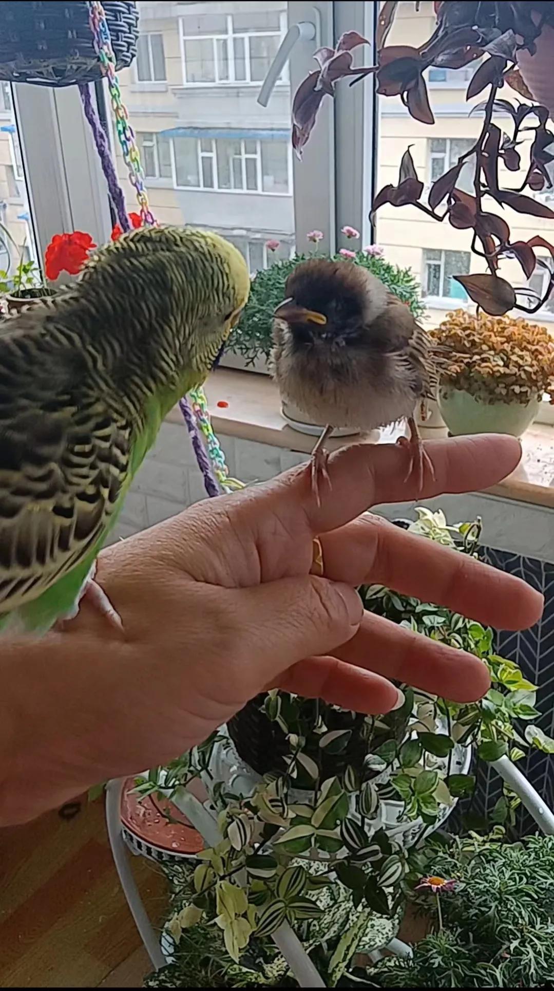 捡来的小麻雀能活吗,捡到一只小麻雀能不能放生