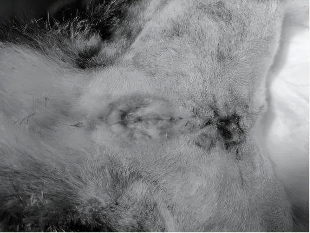 怎么预防猫咪尿路问题,铲屎官必看猫咪小技巧