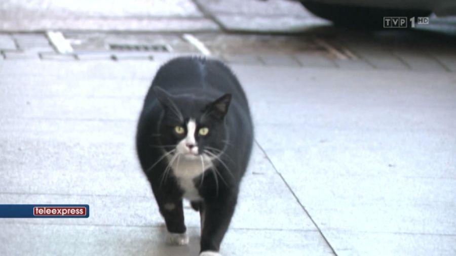 波兰一流浪猫成5星旅游景点,一只流浪的大肥猫