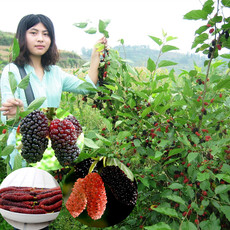 鲁北地区果桑高产栽培技术,果桑种植技术讲解