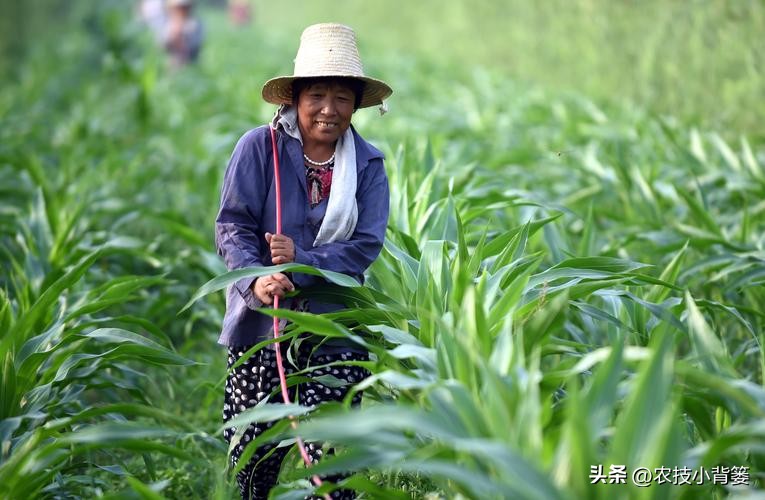 种玉米追几次肥什么时间追肥好,玉米追肥期追什么肥最好