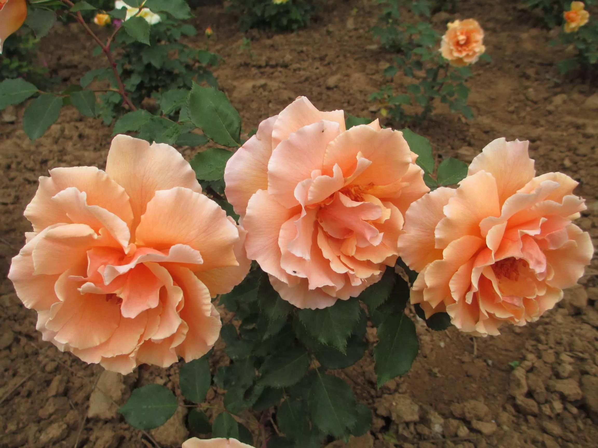 想要拥有自己的一间花店,好想拥有这样的一间花店