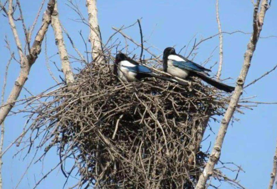 中国常见的斑鸠,斑鸠为何很少看到斑鸠巢穴