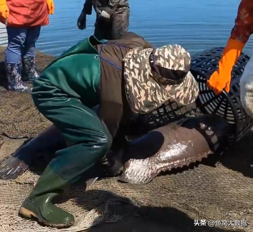 广东活溪石斑鱼多少钱一斤,湛江石斑鱼多少钱一斤