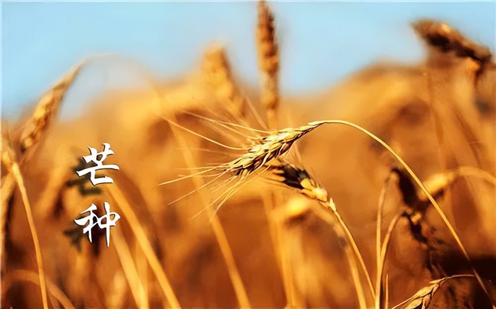 芒种是南方收麦和北方种稻时吗,忆起儿时收麦忙芒种时节杏又黄