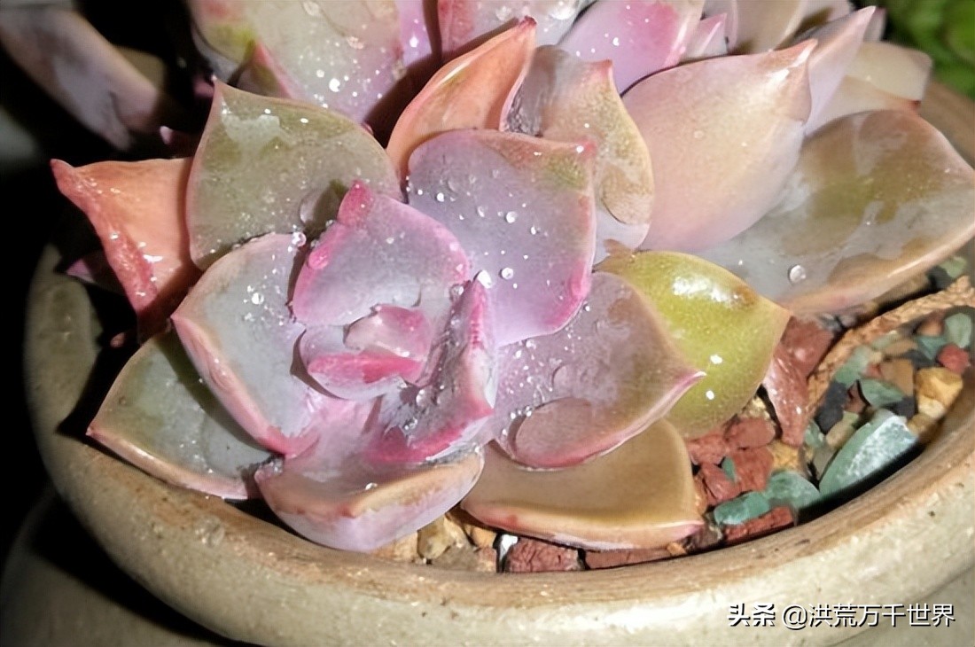 仙女杯多肉怎么养出白霜,多肉长白霜枯萎