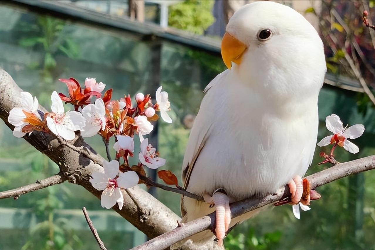 鹦鹉为什么一直拉水便拉稀,牡丹鹦鹉拉白色水状便怎么办