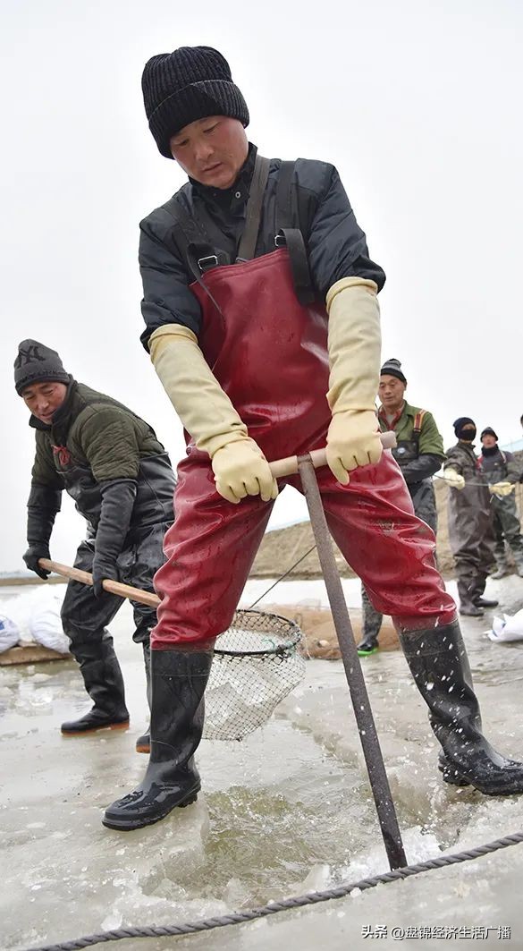 盘锦河蟹冬储池喂什么,盘锦冬储河蟹大约多长时间
