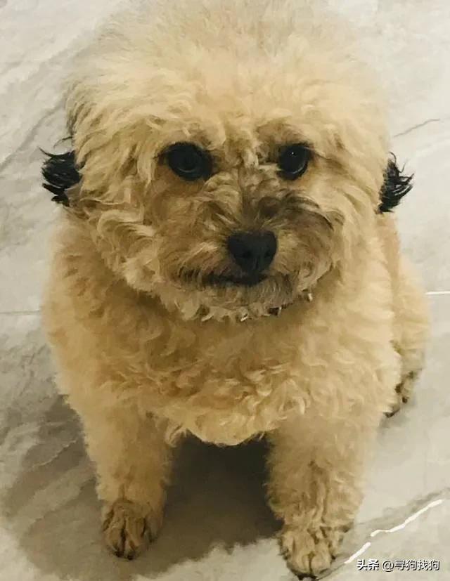 昆明盘龙区寻狗柴犬,成都市武侯区寻狗泰迪